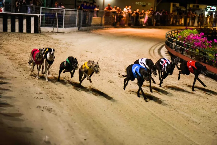 Khám Phá Cách Chơi Game Nhanh Đua Chó Tại MU88 2 Khám Phá Cách Chơi Game Nhanh Đua Chó Tại MU88