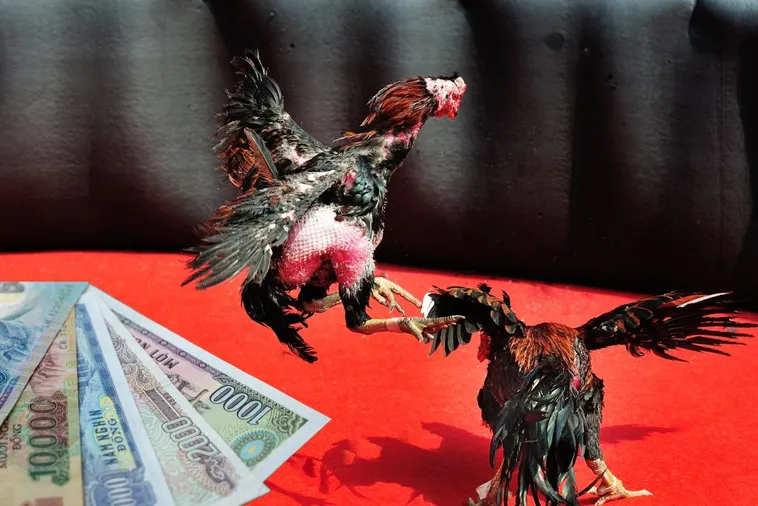 Hướng Dẫn Chi Tiết Cách Chơi Đá Gà Sabong Tại MU88 Cho Người Mới 2 Hướng Dẫn Chi Tiết Cách Chơi Đá Gà Sabong Tại MU88 Cho Người Mới